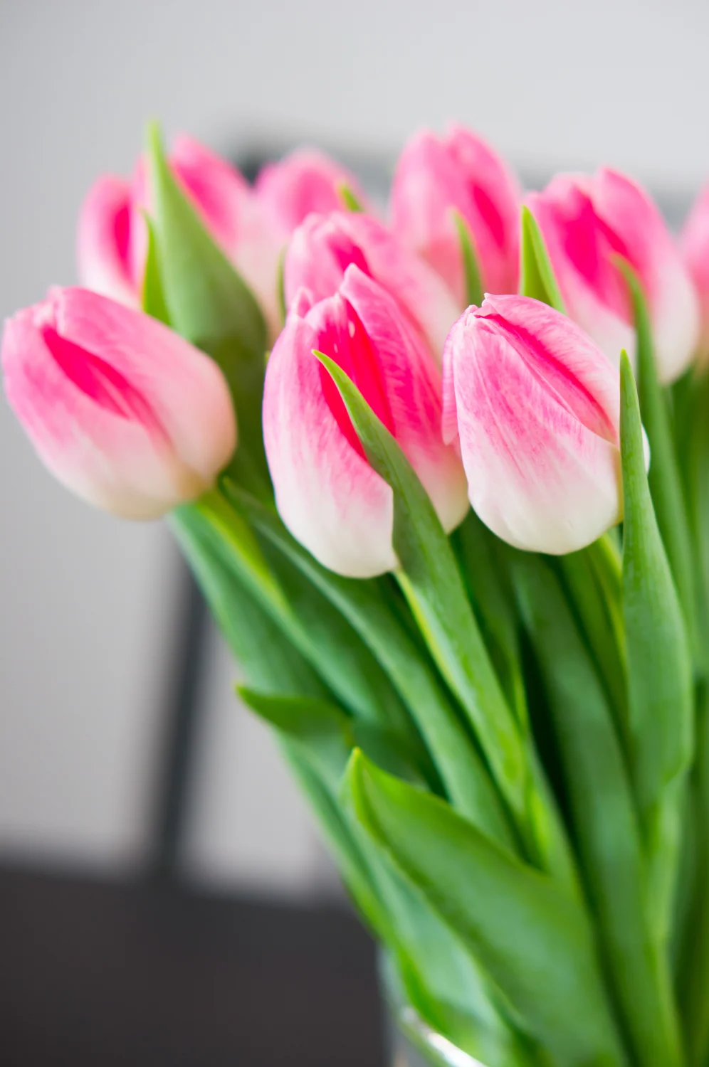 vertical-shot-beautiful-pink-tulips-with-green-leaves